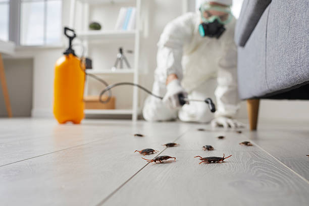 Commercial Rodent Management in Combee Settlement